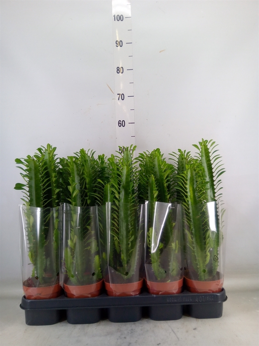 <h4>Euphorbia trigona</h4>