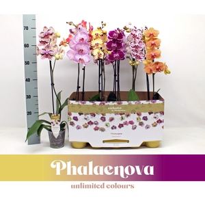 PHAL GEM