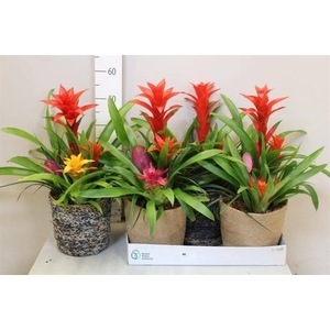 ARR BROMELIA