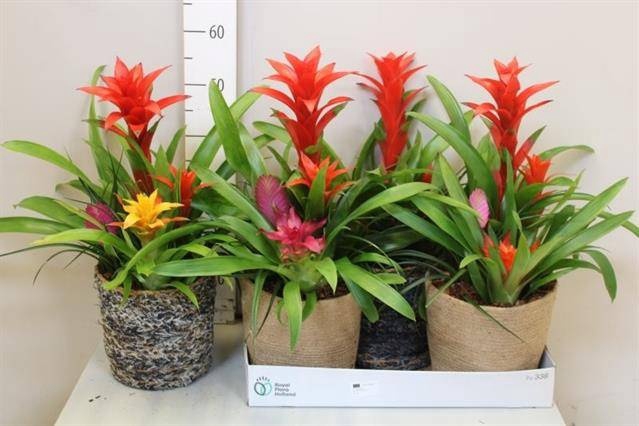 <h4>ARR BROMELIA</h4>