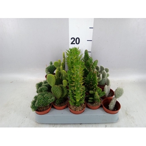 Opuntia