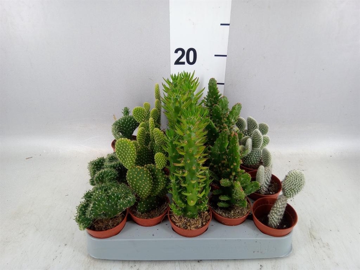 <h4>Opuntia</h4>