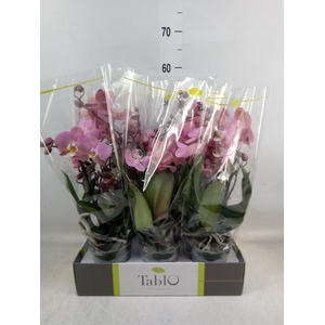 Phalaenopsis   ...rose