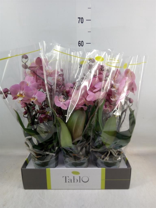 <h4>Phalaenopsis ...rose</h4>