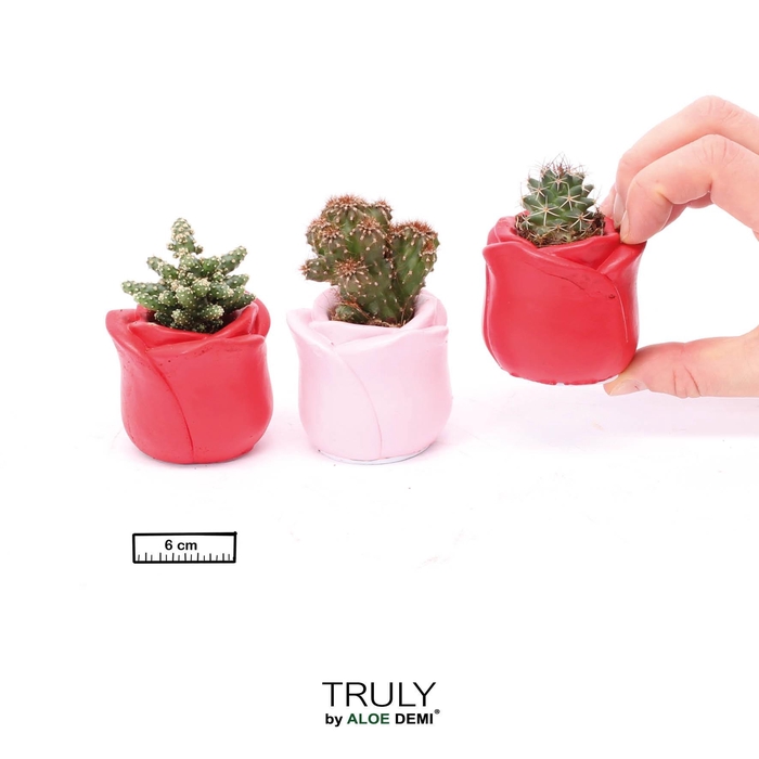 <h4>TRULY Cactus, Rose mini</h4>