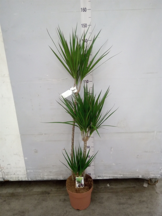 <h4>Dracaena marg.</h4>