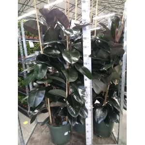 Ficus elastica 'Abidjan'