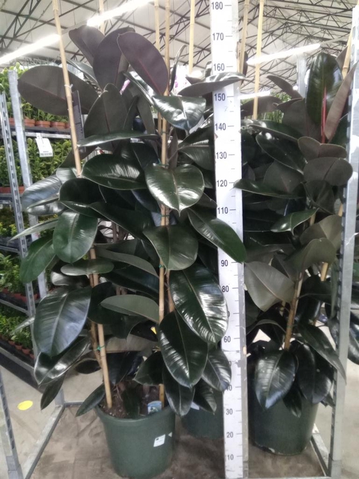 <h4>Ficus elastica 'Abidjan'</h4>