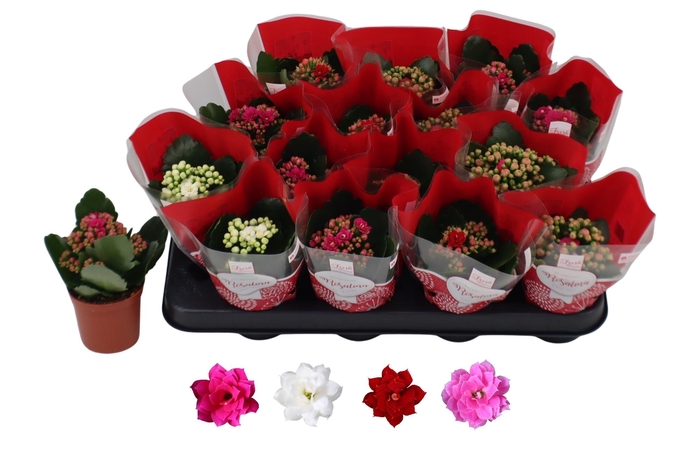 <h4>KAL GE RO GEM 4 KL</h4>