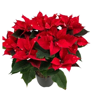 Poinsettia Christmas Feelings Fantasy Star / Skystar 12+schermen