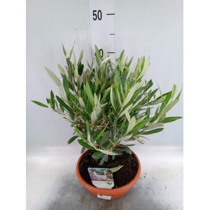 Olea europaea