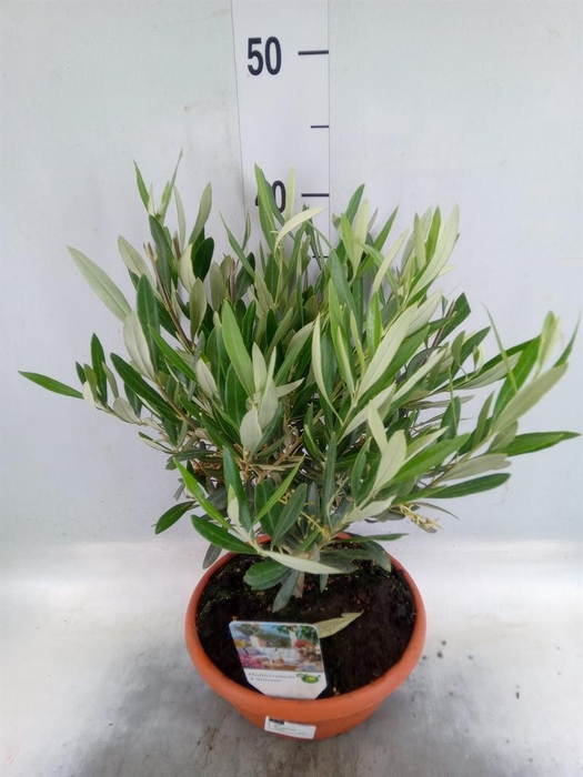<h4>Olea europaea</h4>