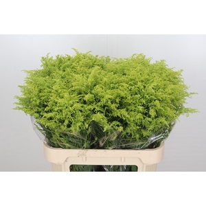 Solidago Tara Gold