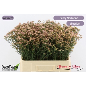 LIM SIN SEN NECTARIN