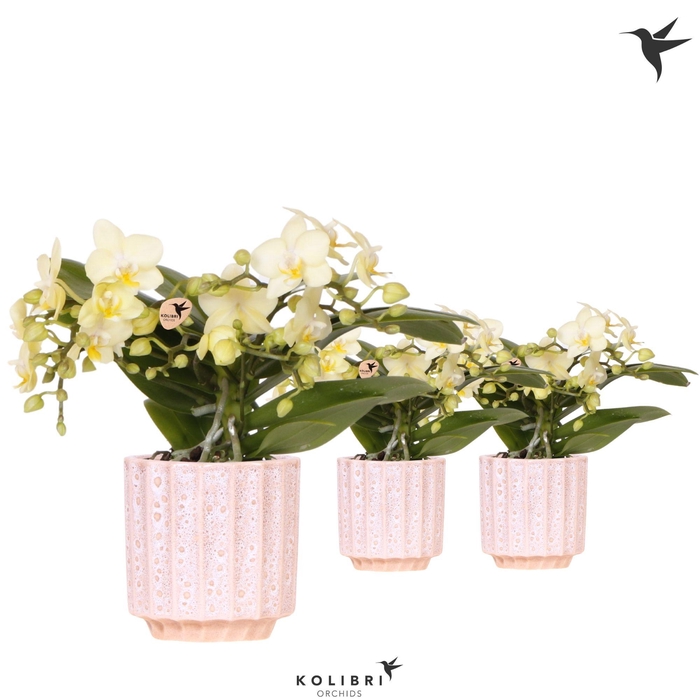 <h4>Kolibri Orchids Phalaenopsis Botanic yellow 4 spike in Flow pot</h4>