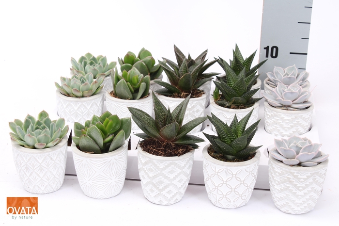 <h4>SUCC GEM 5 SRT</h4>