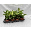 Dieffenbachia overig gemengd