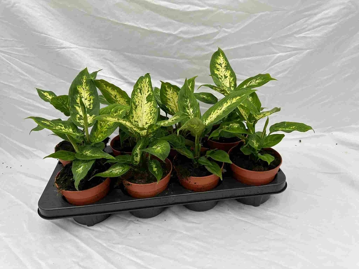 Dieffenbachia overig gemengd