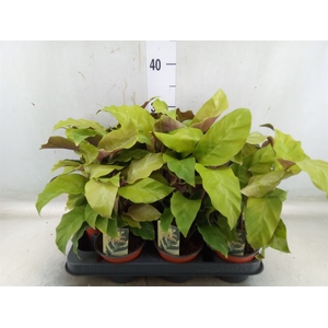 Calathea  'Fusion Yellow'