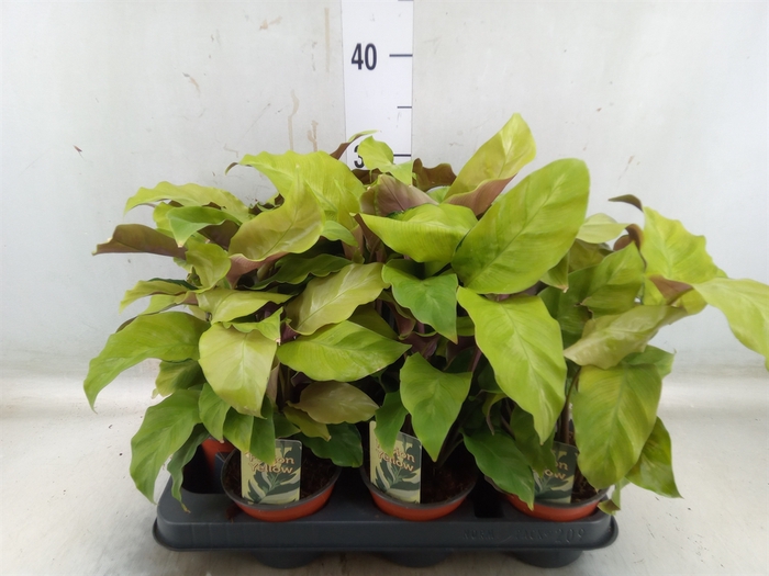 <h4>Calathea  'Fusion Yellow'</h4>