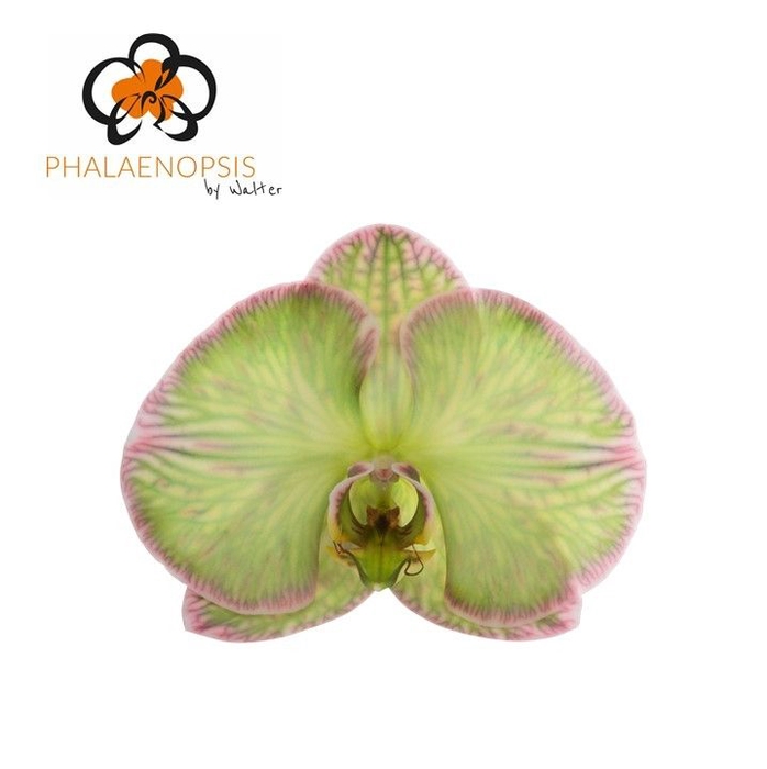 <h4>Phalaenopsis Coloured Hortensia 10-14</h4>