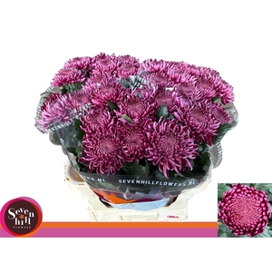 CHR G BIGOUDI PURPLE