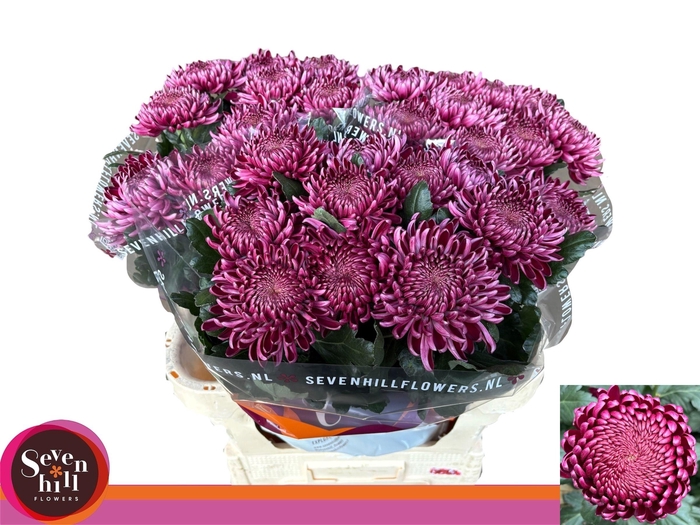 <h4>CHR G BIGOUDI PURPLE</h4>