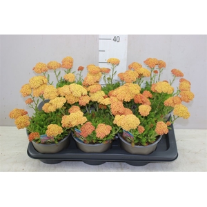 Achillea Millefolium Orange