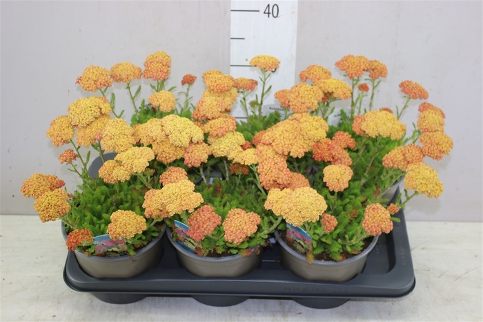 <h4>Achillea Millefolium Orange</h4>