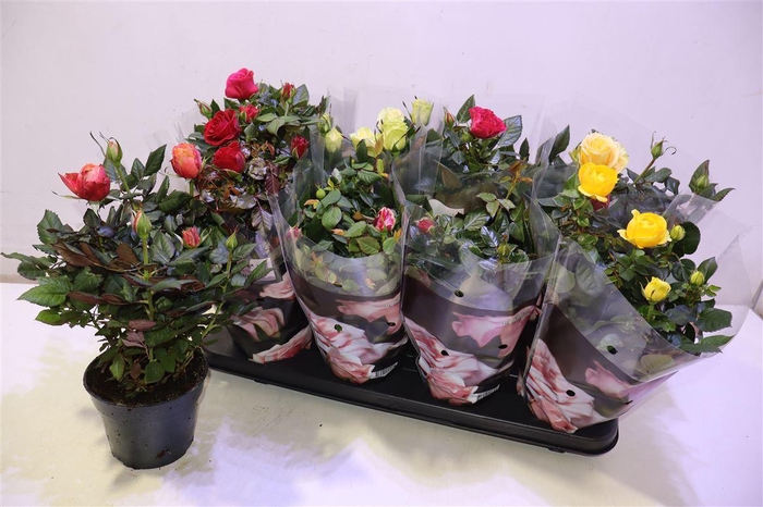 <h4>arr8 Ro Pathit Gem 6 Srt</h4>