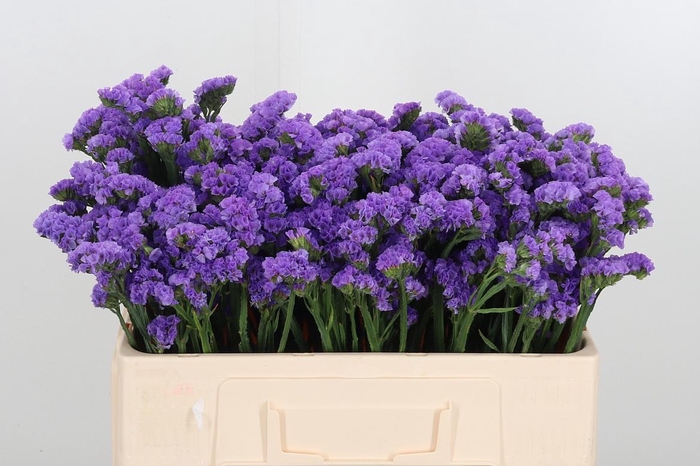 <h4>Statice Happy Wings</h4>