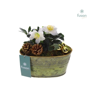 Schaal Zink ovaal Small Kerst met Helleborus