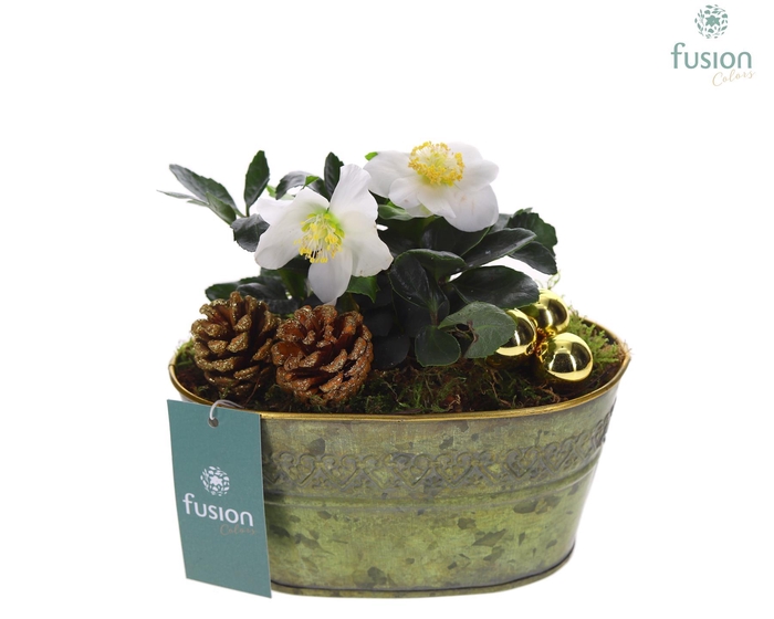 <h4>Schaal Zink ovaal Small Kerst met Helleborus</h4>