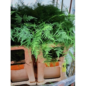 Asparagus Setaceus (eerste Veren)