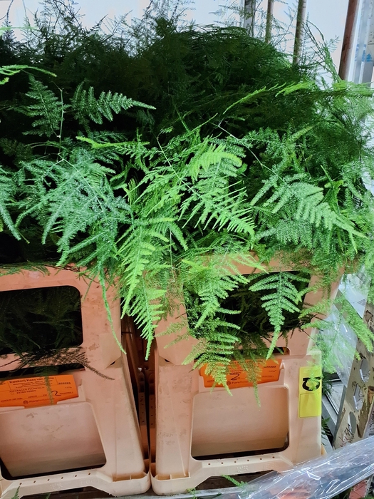 <h4>Asparagus Setaceus (eerste Veren)</h4>
