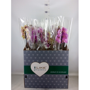 Phalaenopsis   ...mix