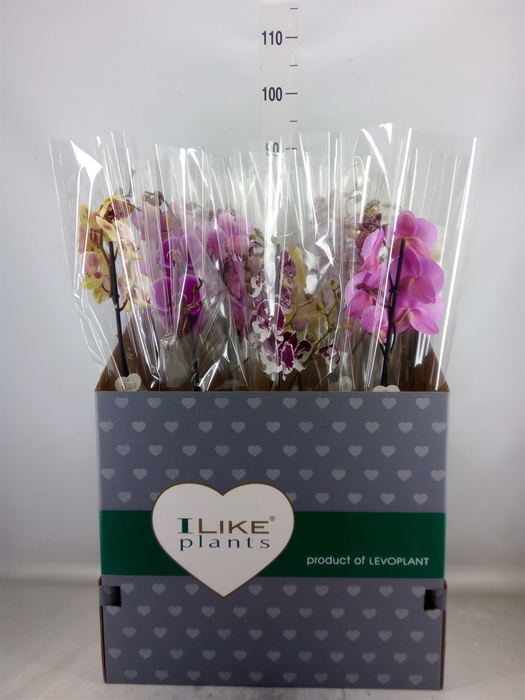 <h4>Phalaenopsis   ...mix</h4>