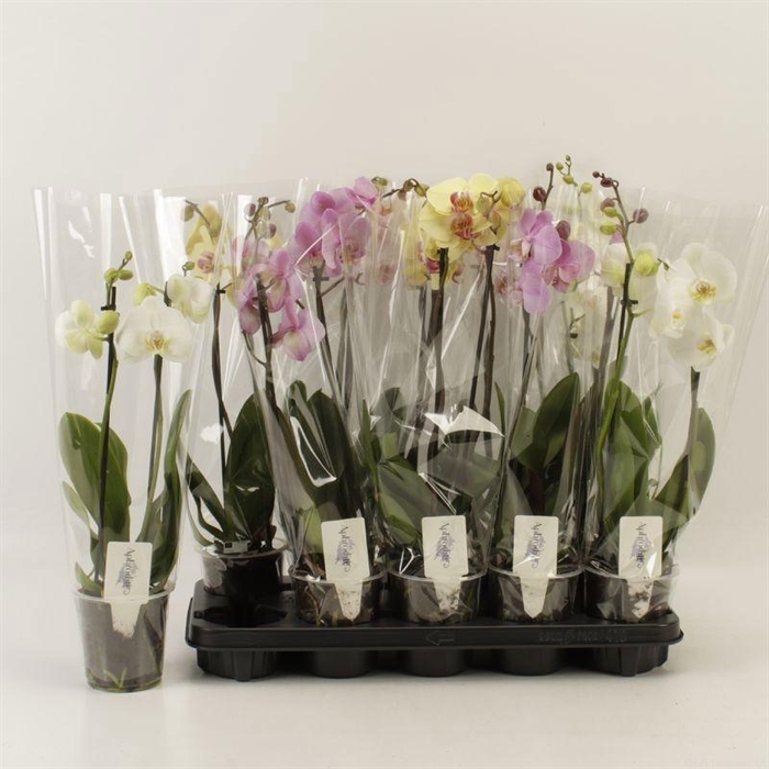 <h4>PHAL GEM 5 KL</h4>