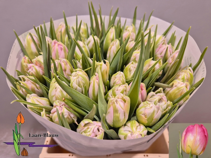 <h4>TU DU DOTCOM</h4>