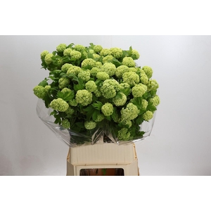 Viburnum Opulus Roseum