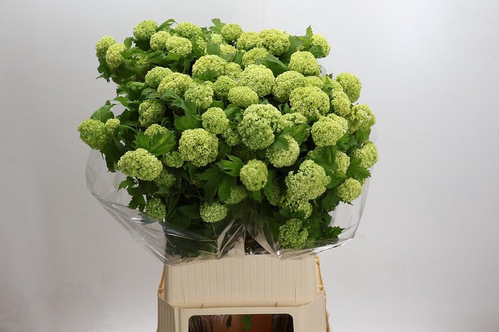 <h4>Viburnum Opulus Roseum</h4>