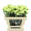 Di Tr Simply Green