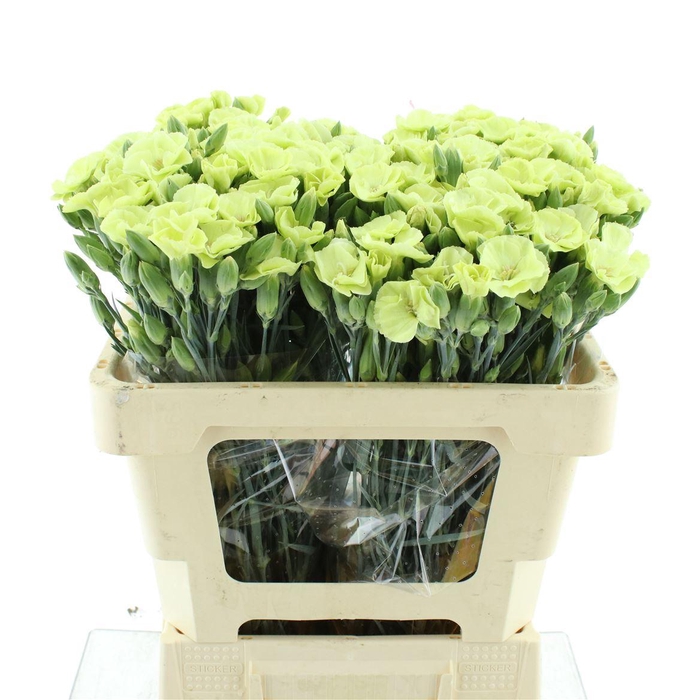 Di Tr Simply Green
