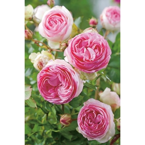 Rosa Floribunda Grp overig
