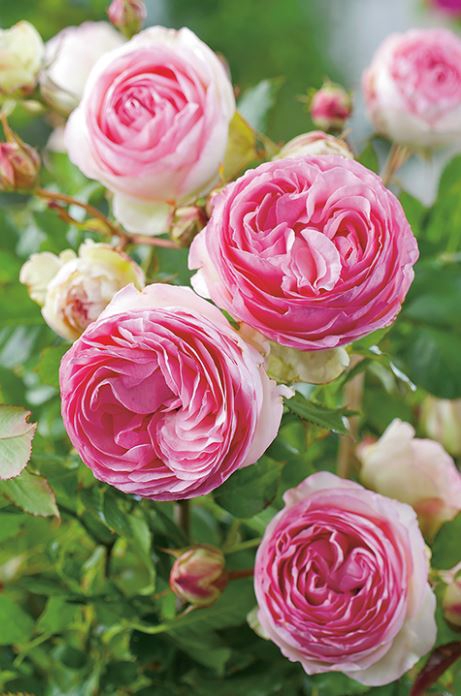 <h4>Rosa Floribunda Grp overig</h4>