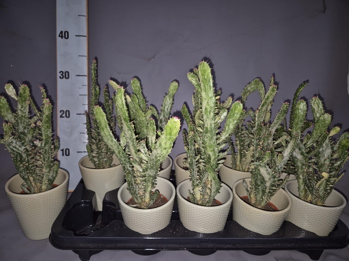 <h4>OPUNTIA</h4>