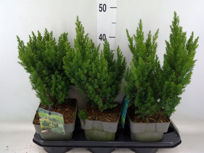 <h4>Juniperus   ...</h4>