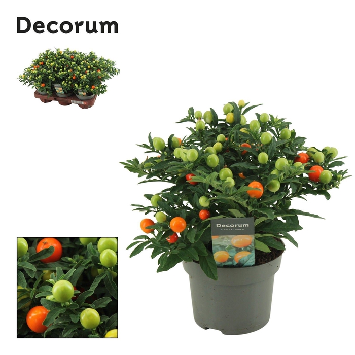 <h4>Solanum Pseudocapsicum P13 Decorum</h4>