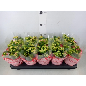 Kalanchoe blos. 'RosDon Alano'