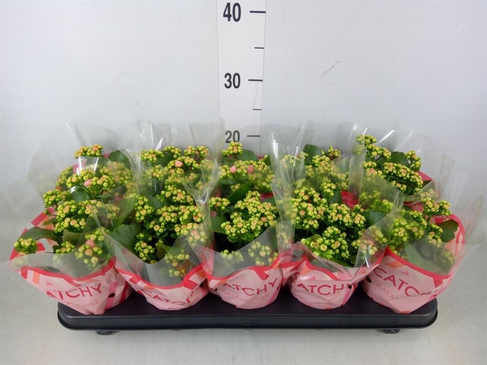 <h4>Kalanchoe blos. 'RosDon Alano'</h4>